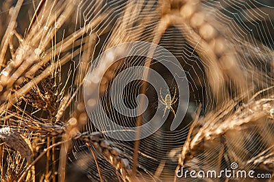A spider in a web in a thicket of wheat. Wheat field on a Sunny day. Golden ears of wheat Stock Photo
