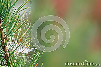 Spider web thread with dew drops on the needles of a Christmas twig, blurred natural background Stock Photo