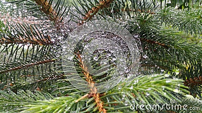 Spider web tiny water droplets Stock Photo