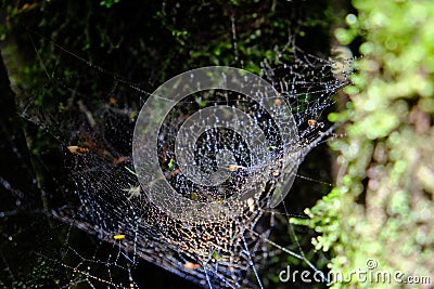 Spider web on tree branch Stock Photo