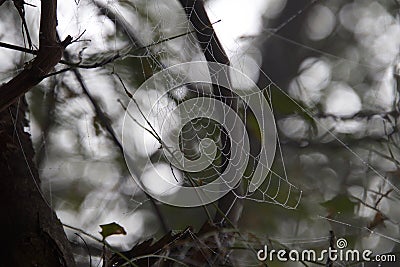 Perfect Spiderweb Sultanpur Stock Photo