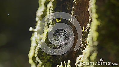 Spider Web on Tree Branches and sun reflection. Spider`s web on Tree Trunk. Web on tree bark with moss and sun Stock Photo