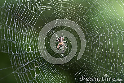 Spider on web Stock Photo