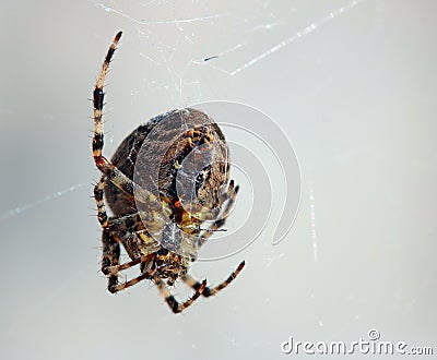 Spider in web waiting to catch prey. Arachnid. Stock Photo