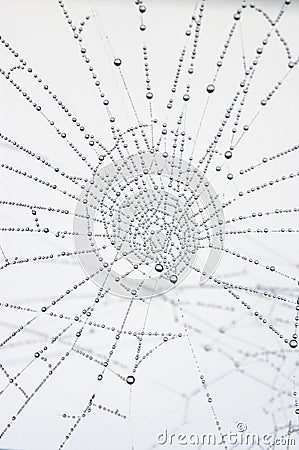 Spider web Stock Photo