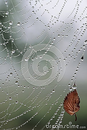 Spider web water drops Stock Photo