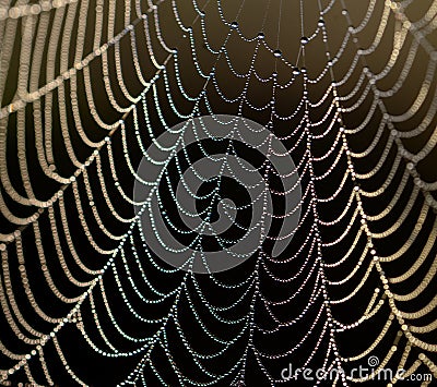 Spider web with water drops Stock Photo