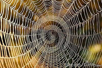 Spider Web Stock Photo