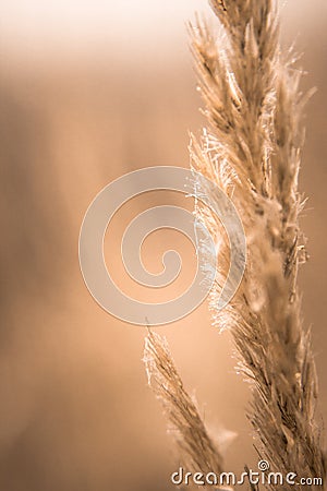 Spider web on wheat. Soft focus. Natural background. Macro photo Stock Photo