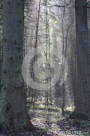 Spider webs on branches in the forest in the morning in a fog Stock Photo