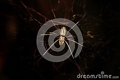 Spider on webs Stock Photo