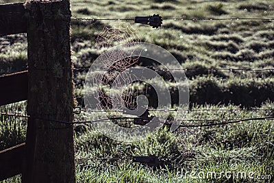 Spider Webs hang on black wires fence with rain droplets, with g Stock Photo