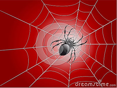 Spider on wed Vector Illustration
