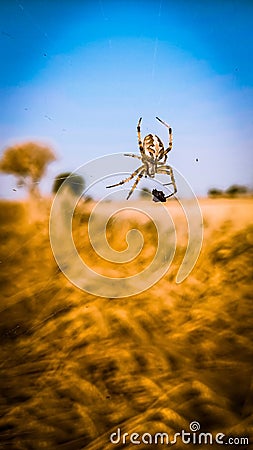 spider on wheat crop field blur background of blue sky and wheat field Stock Photo