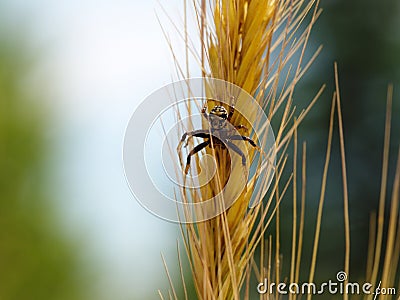 Spider on wheat spike Stock Photo