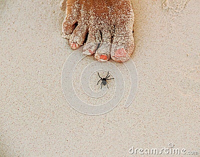 Spider on white sandy beach in Caribbeans Stock Photo