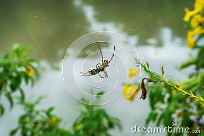 Spider will eat the bait Stock Photo