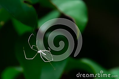 The spider will mow it out when its body grows. Stock Photo
