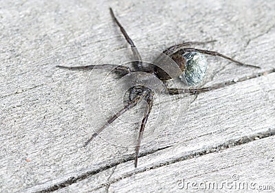 Spider-wolf (female with cocoon). Stock Photo