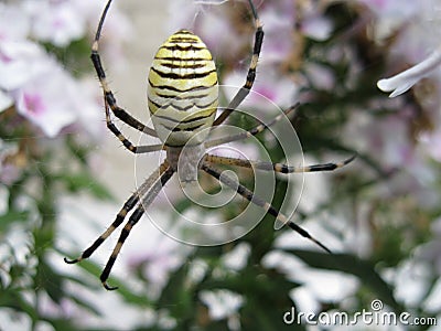 Spider - yellow barrel Stock Photo