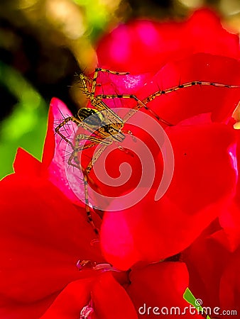 Spider yellow in red Stock Photo