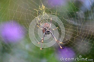 Orb Spider sittling in Web Stock Photo