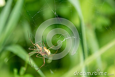 2 spiders copulate in their spider`s web out in the green Stock Photo