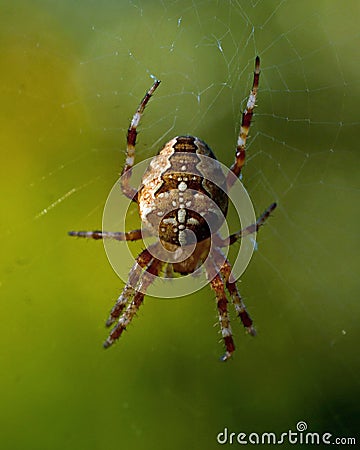 Spiders with a cross Stock Photo