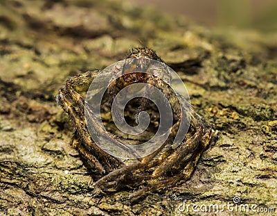 Spiders molt. Stock Photo