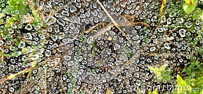 A spiders silk holding onto rain Stock Photo