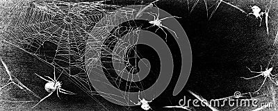 Spiders in spiderwebs isolated on black grunge background. Cobweb in the corner. Halloween party design Stock Photo