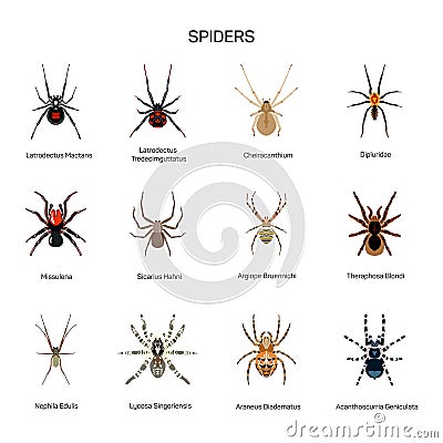 Spiders Vector Set In Flat Style Design. Different Kind Of Spider ...