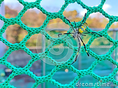 Spiders walk on webs, beautiful spider background, close up spider Stock Photo
