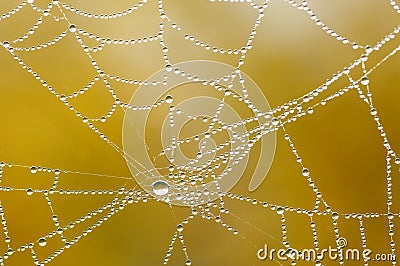 Spiders web Stock Photo