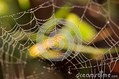 Spiders web covered in tiny dew drops glistening in the early morning Stock Photo