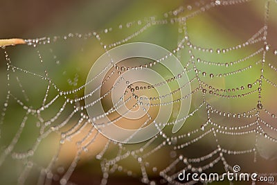 Spiders web covered in tiny dew drops glistening in the early morning Stock Photo