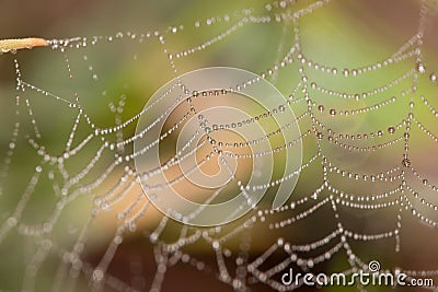 Spiders web covered in tiny dew drops glistening in the early morning Stock Photo