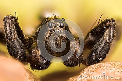 Wolf Spider, Spiders, Pardosa Sp. Stock Photo