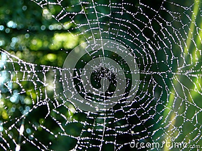 Spiderweb Stock Photo