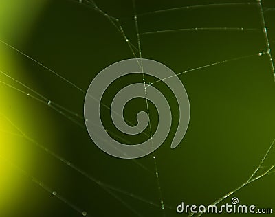 Macro shot of spiderweb against green leaves background. Stock Photo