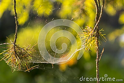 Spiderweb on a branch of pine Stock Photo