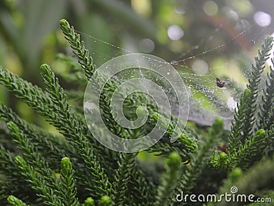 Spiderweb covered with raindrops, between pine leaves Stock Photo