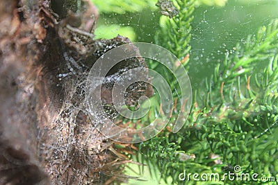 Spiderweb covered with raindrops, between pine leaves Stock Photo