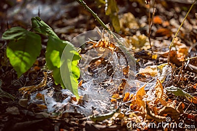 Spiderweb covering forest floor Stock Photo