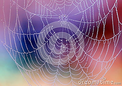 Spiderweb With Dew Drops Stock Photo