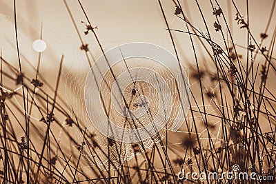 Spiderweb on a dewy meadow in early autumn morning Stock Photo