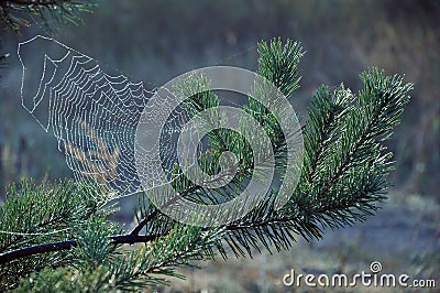 Spiderweb, pine branch Stock Photo
