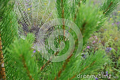 Spiderweb in the pine branches Stock Photo