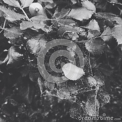 Spiderweb in a rose bush Stock Photo