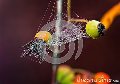 Spiderweb on a rose. Stock Photo
